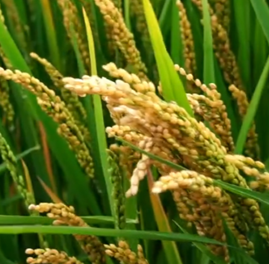 龍粳1823經(jīng)銷商分享現(xiàn)場(chǎng)